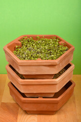 A slightly low-angle shot shows a stacked terracotta hexagonal sprouting tower with the top level...