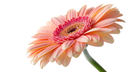 rose flower isolated on white or transparent on white background PNG. AI GENERATED