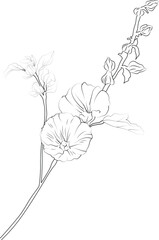 Coloring pages for children, Easy Hollyhock flower line art hand drawing, Illustration sketch, contour bouquet of artistic Hollyhock flowers, hand drawing, pencil art