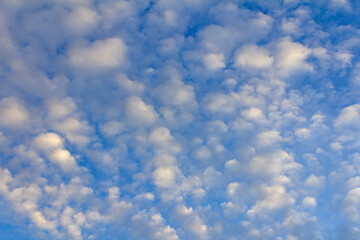 White Cotton-Like Altocumulus Clouds Over Blue Sky