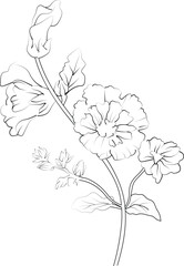 Hollyhock flower vector elements summer collection, hand-painted Hollyhock coloring pages, vector sketch, pencil art Hollyhock flower, vintage floral design wildflowers with coloring book for adults