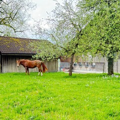 Naklejka premium horse and foal