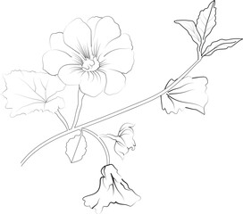 Hollyhock flower design for card or print. hand-painted Hollyhock flower illustration isolated on white, engraved ink art floral coloring pages, and books for print, pretty flower coloring pages