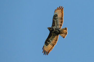 buzzard