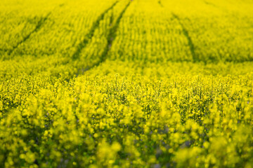 Field of yellow rapeseed in the spring in Eurpe, Hungary