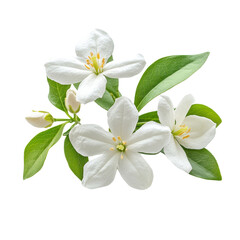 Fototapeta premium jasmine flower Isolated on white transparent background