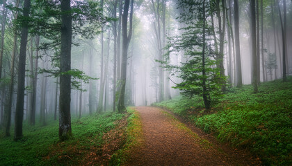Obraz premium Foggy forest path winding through tall green trees. Ethereal light filters through the mist. Mysterious and tranquil atmosphere in Kalabagh, Nathiagali. Explore the silent, dreamlike woods.