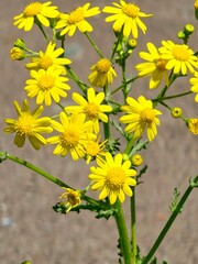 Wild plant Jacobaea vulgaris in forest clearing. Known as anthill, stinking willie or tansy anthill. Yellow delicate flower