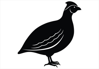 Quail Silhouette  isolated on white background
