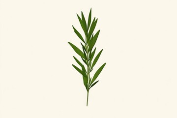 Fototapeta premium Fresh rosemary sprig, vibrant green leaves