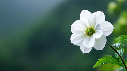 Obraz premium A single bloom floating in mist, the background blurring away into soft whites. 