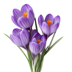 Purple Crocus Isolated on white transparent background