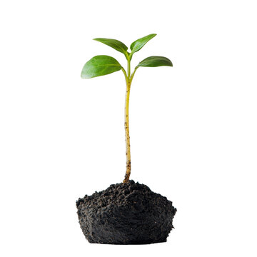 recommend clip art: young plant sprout growing from soil isolated on white transparent background