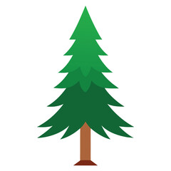 pine foliage illustration