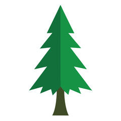 spruce tree illustration
