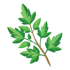 herb medical plant