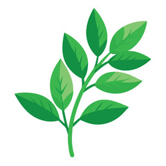 herb vector drawing
