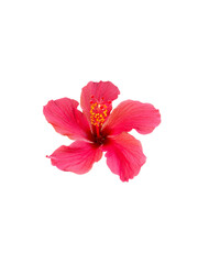 A beautiful red flower (Hibiscus)