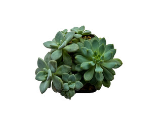 succulent potted plant, stone lotus, Echeveria, close up, isolated