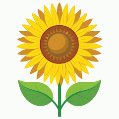 Fototapeta premium sunflower botanical drawing