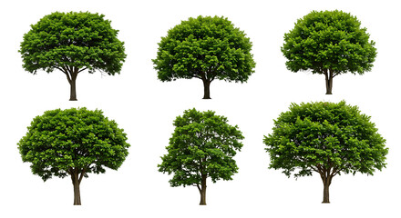 Realistic Green Tree Variations with Leaves on Transparent Background


