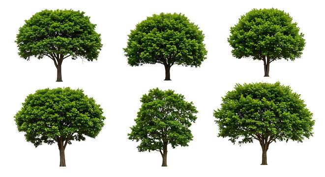Types Of Trees Chart With Pictures