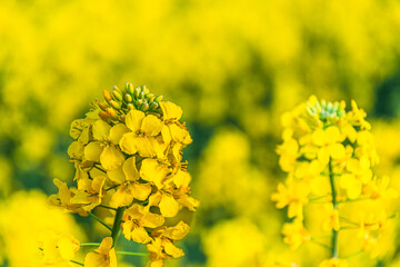 Close up of rapeseed blossom