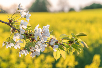 Apple blossoms in the rapeseed field