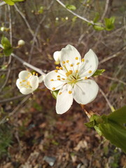 Flowers grow in the wild. Nature, the field. Flower