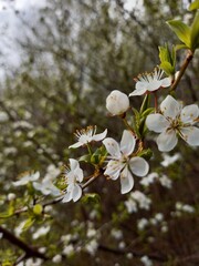 Flowers grow in the wild. Nature, the field. Flower