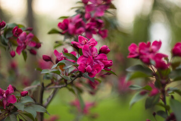 blooming pink rhododendron in the park