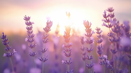 Obraz premium A Beautiful Lavender Field at Sunset, Flowers in Purple Blooming Light.