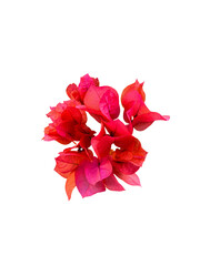 Red flowers(Bougainvillea)