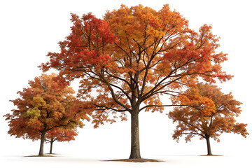 Autumn Pin Oak PNG Set