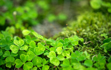 Close-up of forest texture with Hare Cabbage and moss.
Wood Sorrel in the forest. Forest background.