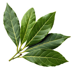 Fresh green avocado leaves on black backdrop