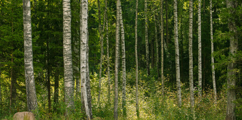 Wild forest landscape in summer. A sunny birch grove with a few fir trees. Forest nature background.
