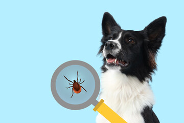 Cute Border Collie dog on blue background, closeup