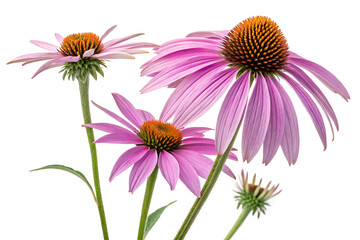 Obraz premium Purple Coneflower PNG 