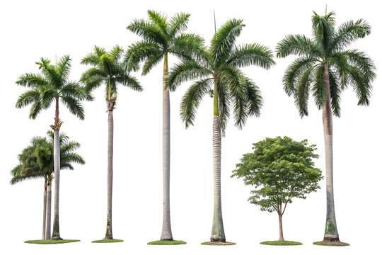 Royal Palm PNG Set  