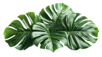 Large tropical palm leaf with detailed texture, isolated on white background