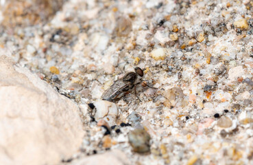 Stiletto fly in the family Therevidae resting on sandy surface in natural habitat
