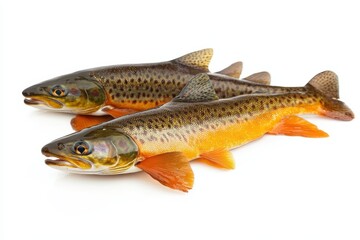 Fototapeta premium Isolated white background featuring fresh arctic char