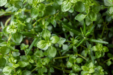 Fresh green Lemon Thyme (Thymus Citriodorus) and rosemary (Salvia rosmarinus) plant, close up. Thyme and rosemary herb growing. Green leaves background.