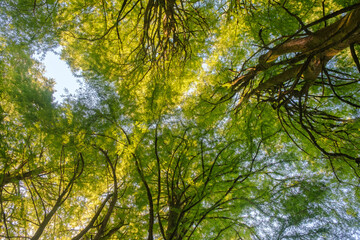 Up from the bottom view of the tops of trees with green foliage, the top of forest trees among which the rays of the sun break through