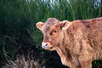 Fototapeta premium cow grazing in a misty landscape