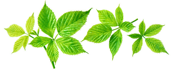 Collection of blackberry leaf isolated on white. Blackberry green leaves set top view.