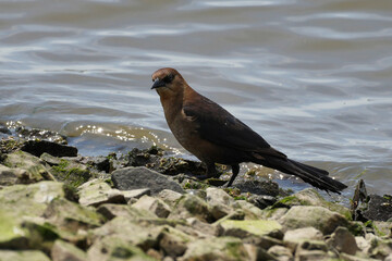 The boat-tailed grackle (Quiscalus major) is a passerine bird of the family Icteridae found as a permanent resident on the coasts of the Southeastern and Mid-Atlantic United States.