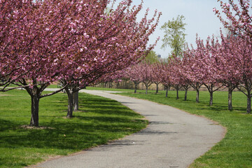 Naklejka premium Cherry blossoms at Liberty State Park in Jersey City.