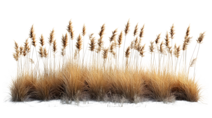 Natural grass bed with tall prairie species like bluestem and switchgrass, isolated on white background